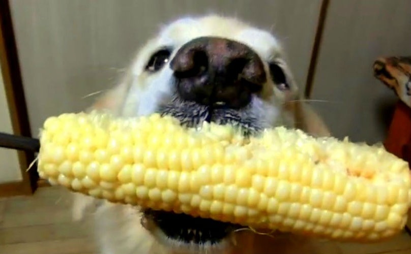 Corn Dog