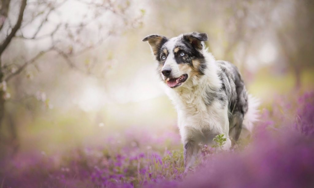 Essential amino acids for Dogs (and Cats) How to Feed a Dog