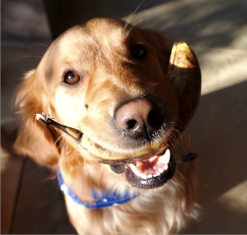 Can dogs eat brown bananas?